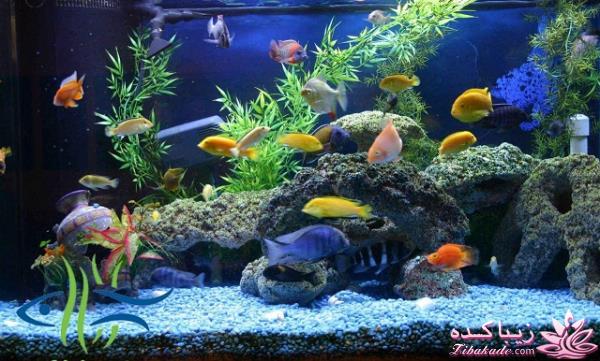 آکواریوم و نگهداری ماهیهای زینتی