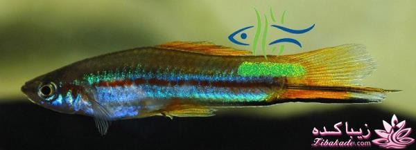 آکواریوم و نگهداری ماهیهای زینتی