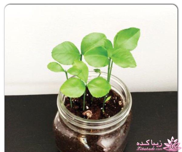 ایده ای زیبا برای سبزه ی سفره هفت سین