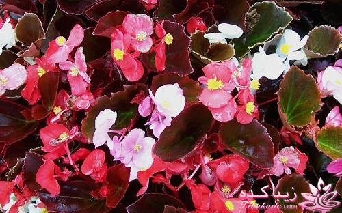 گیاهان آپارتمانی 