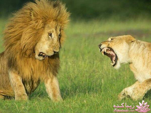 شرح در متن تصاویر خنده دار