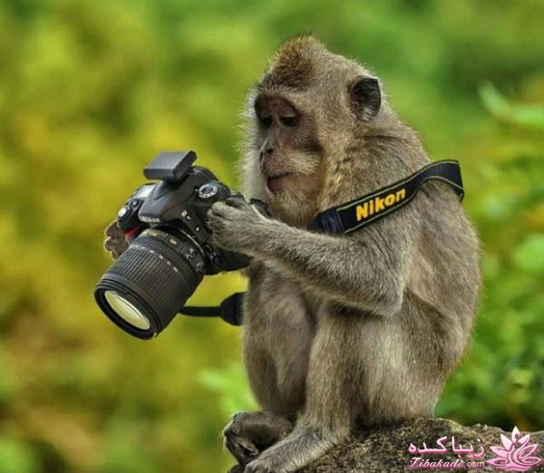 شرح در متن تصاویر خنده دار