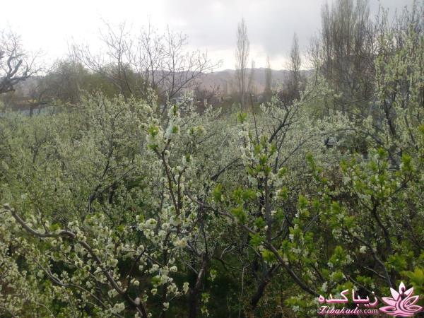 .:آلبوم عکسهای خودگرفته ما:.