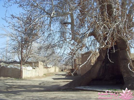 .:آلبوم عکسهای خودگرفته ما:.