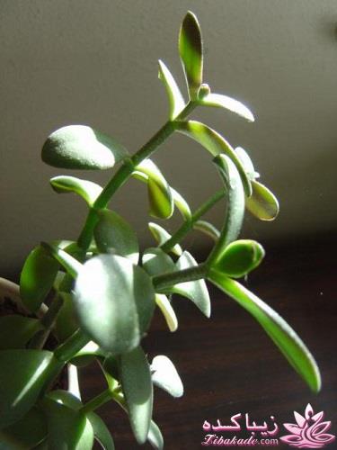 گیاهان آپارتمانی 