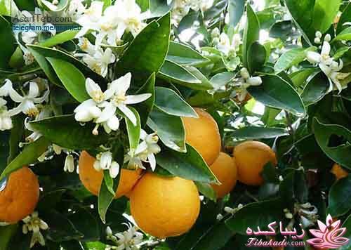 گیاهان آپارتمانی 