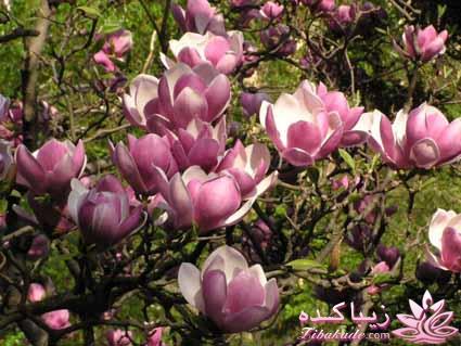 گیاهان آپارتمانی 