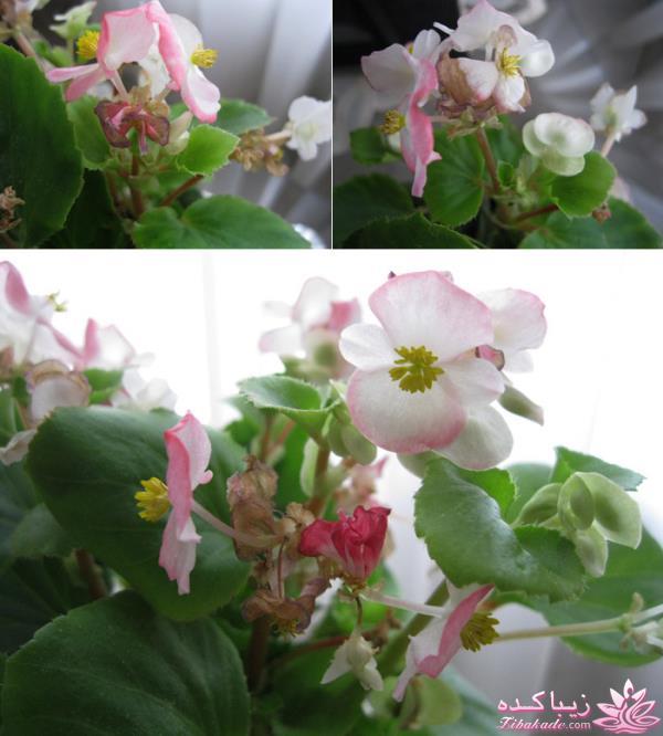 گیاهان آپارتمانی 