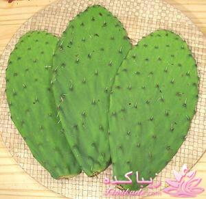 گیاهان آپارتمانی 