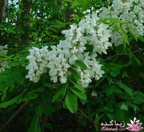 گیاهان آپارتمانی 