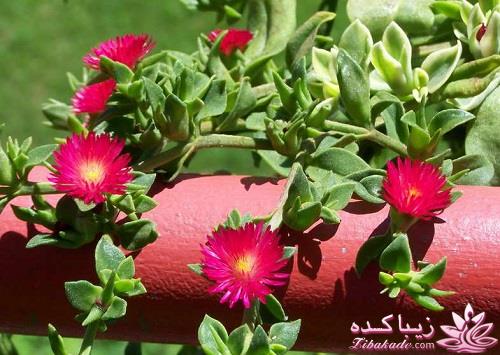 گیاهان آپارتمانی 