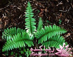 كافه گفت وگو ...