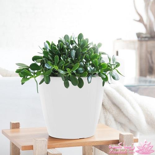 گیاهان آپارتمانی 