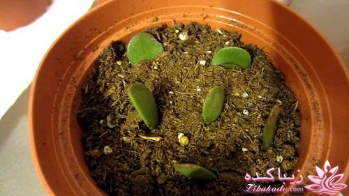 گیاهان آپارتمانی 