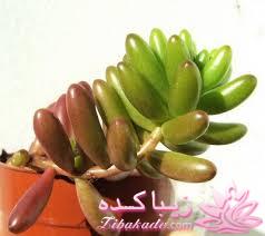 گیاهان آپارتمانی 