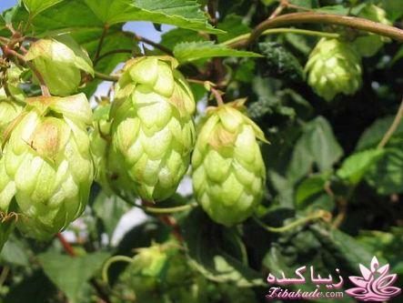 درمان بدون دارو - عکس نوشته های سلامتی