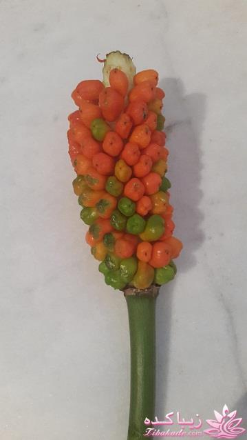 گیاهان آپارتمانی 