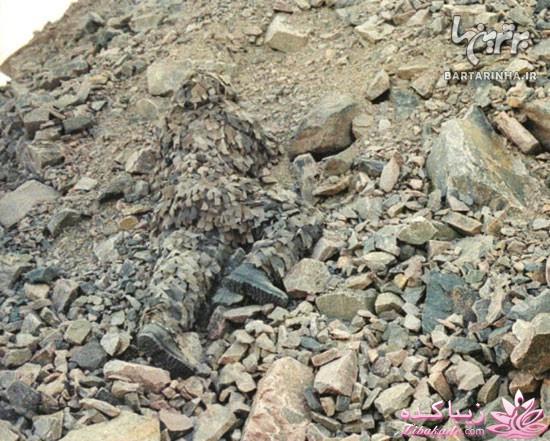 من شما را به چالش دعوت میکنم!