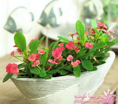 گیاهان آپارتمانی 