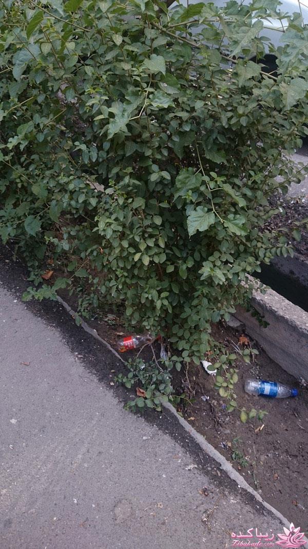 مسابقه عكاسي (بخش قرار دادن عكس )