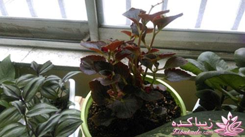 گیاهان آپارتمانی 