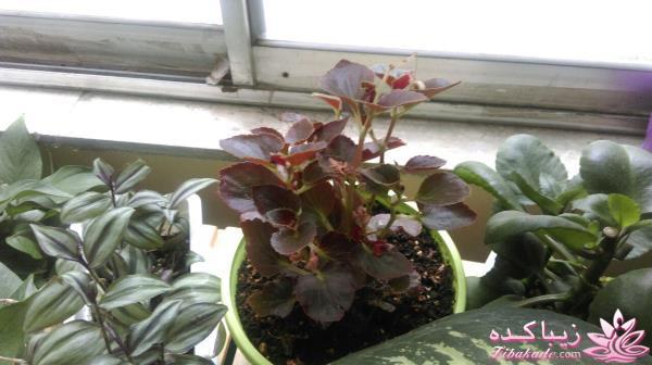 گیاهان آپارتمانی 