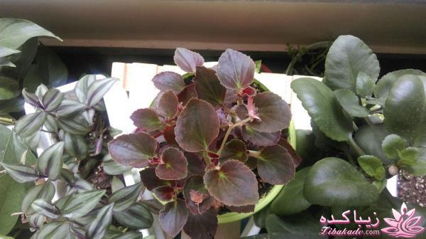 گیاهان آپارتمانی 