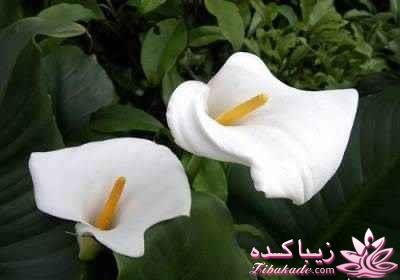 گیاهان آپارتمانی 