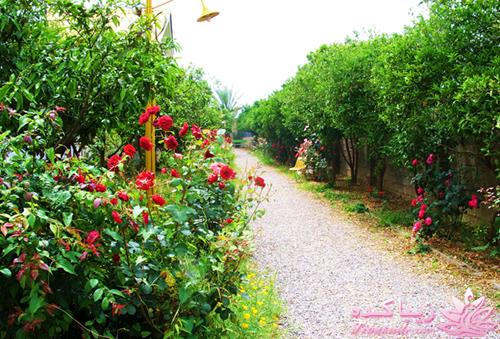 مسابقه عكاسي (بخش قرار دادن عكس )