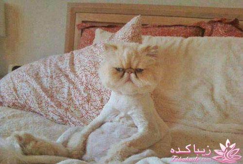 كافه گفت وگو ...