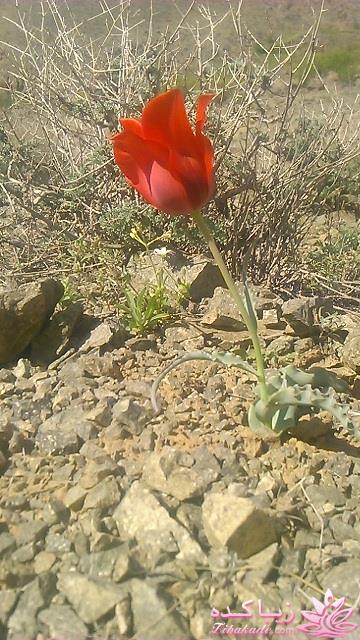 مسابقه عكاسي (بخش قرار دادن عكس )