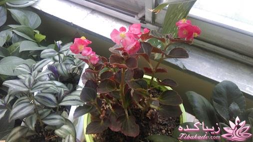 گیاهان آپارتمانی 