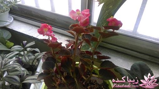 گیاهان آپارتمانی 