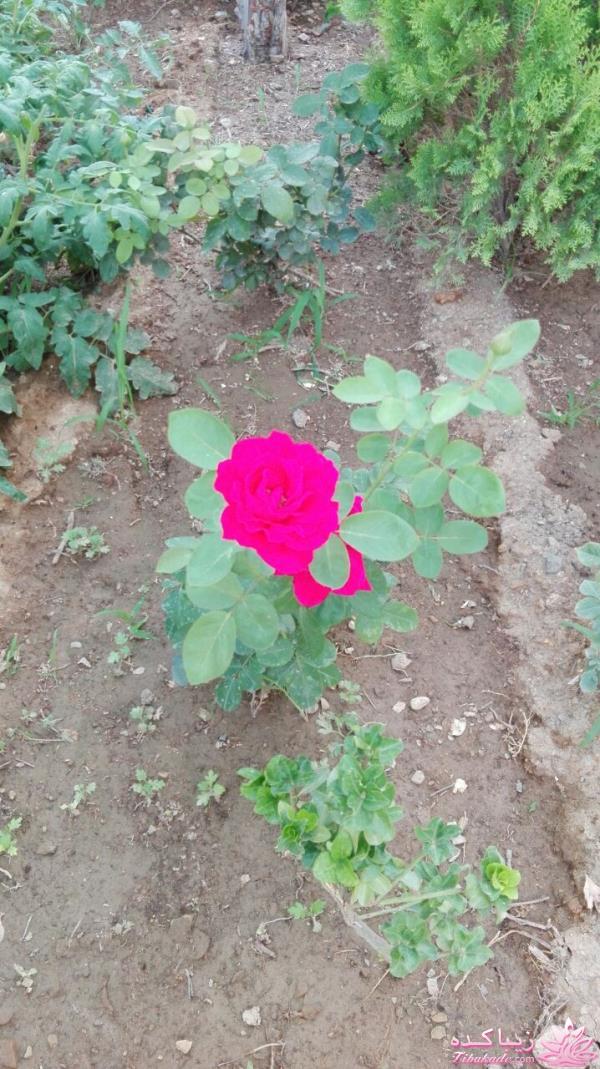 مسابقه عكاسي (بخش قرار دادن عكس )