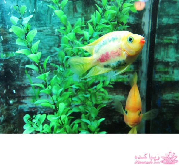 مسابقه عكاسي (بخش قرار دادن عكس )