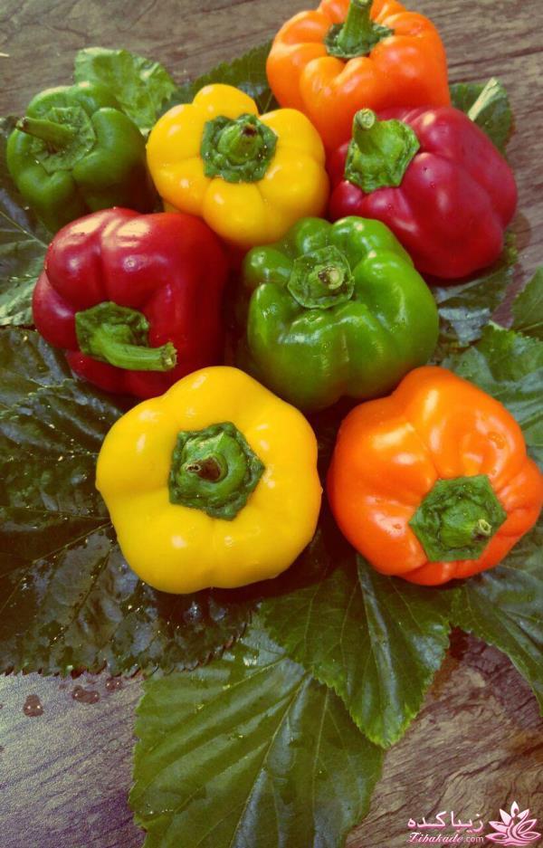 مسابقه عكاسي (بخش قرار دادن عكس )