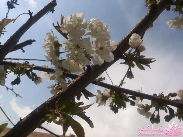 مسابقه عكاسي (بخش گفتگو و راي گيري )