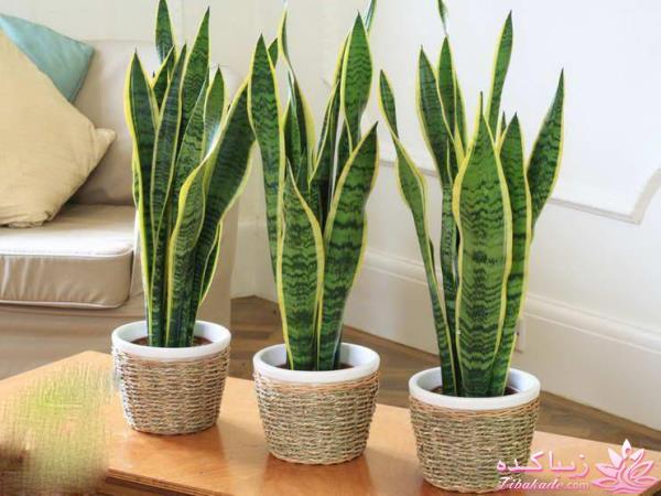 گیاهان آپارتمانی 