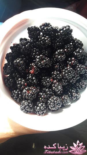 .:آلبوم عکسهای خودگرفته ما:.