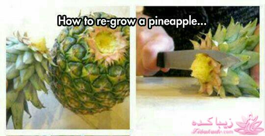 گیاهان آپارتمانی 