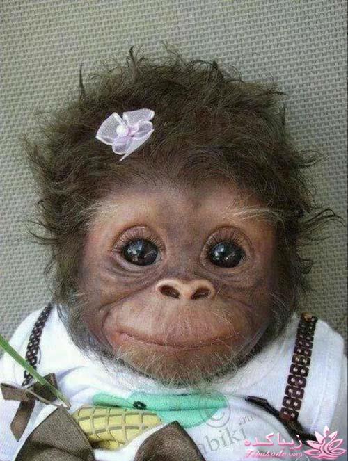 من شما را به چالش دعوت میکنم!