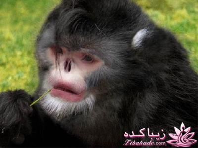 من شما را به چالش دعوت میکنم!