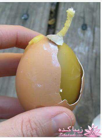 آموزش شمع سازی روشنک