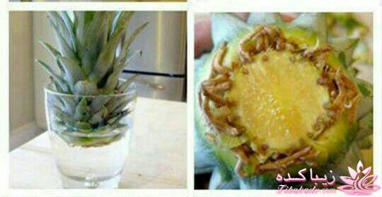 گیاهان آپارتمانی 