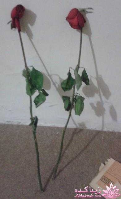 مسابقه عكاسي (بخش قرار دادن عكس )