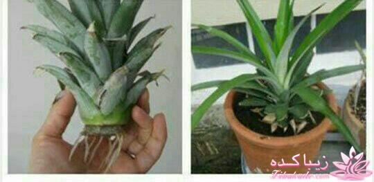 گیاهان آپارتمانی 