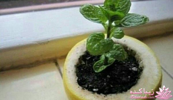 گیاهان آپارتمانی 