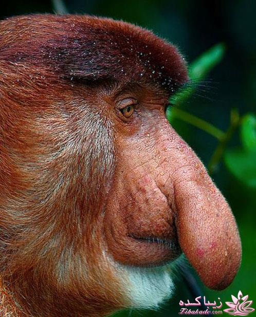 من شما را به چالش دعوت میکنم!