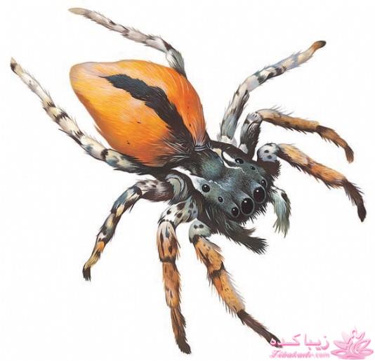 من شما را به چالش دعوت میکنم!