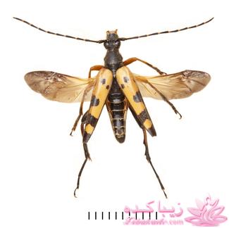 من شما را به چالش دعوت میکنم!